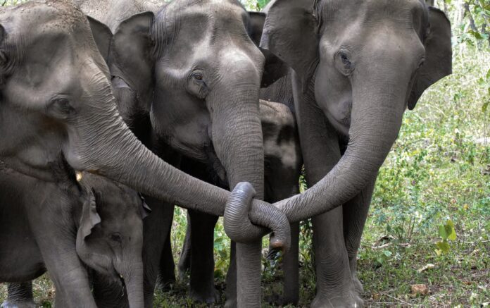 Los elefantes asiáticos se comunican con el tacto cuando están vivos - Nachiketha Sharma