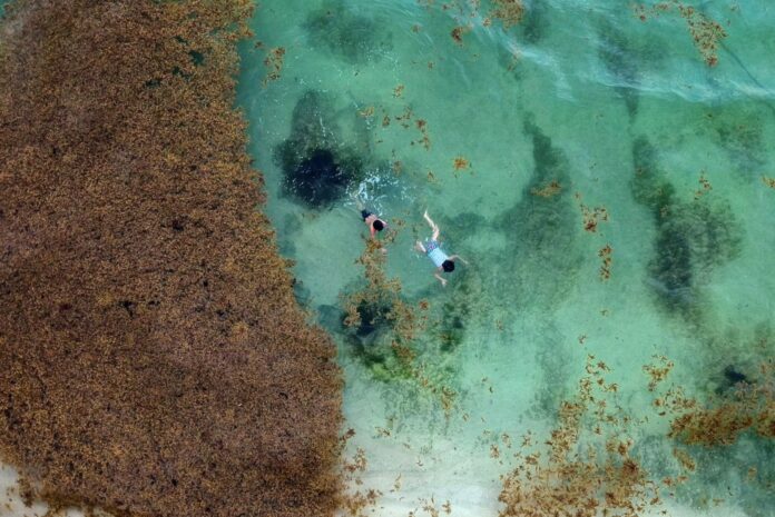 Turistas nadan en la playa de Xcalacoco al lado de sargazo en Playa del Carmen, Quintana Roo, en 2019. GLADYS SERRANO