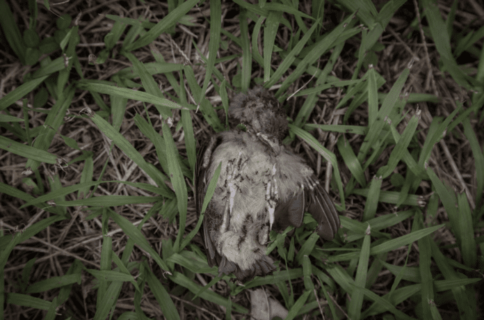 Un gorrión sin vida encontrado en el patio de la escuela. Los profesores dicen que es común encontrar pájaros muertos. SEILA MONTES
