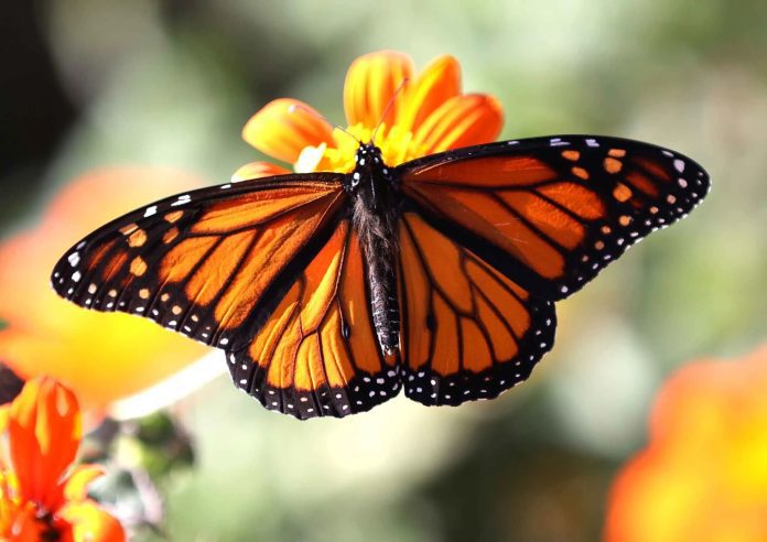Mariposa Monarca
